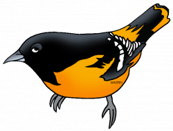 Oriole Clipart at GetDrawings.com | Free for personal use Oriole ...
