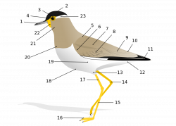 Bird anatomy - Wikipedia
