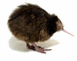 Kiwi Bird PNG Clipart - peoplepng.com
