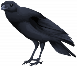 Black Bird PNG Clipart Image | Gallery Yopriceville - High-Quality ...