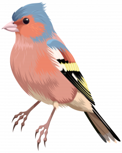 Bird PNG Clip Art - Best WEB Clipart