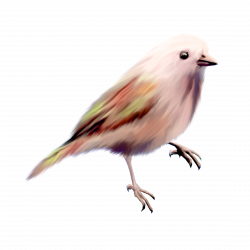 Bird Clip art - Color cute birds 2300*2300 transprent Png Free ...
