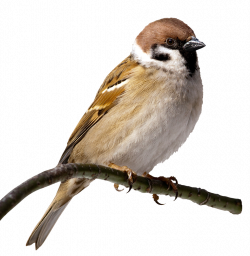 House Sparrow Bird Clip art - sparrow 1024*1049 transprent Png Free ...