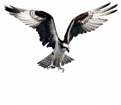 The Osprey's View Blog — Paul Sharman Outdoors