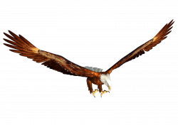 Animated bald eagle Hunting PNG Image - PurePNG | Free transparent ...