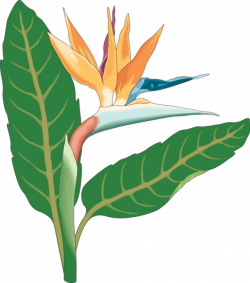 28+ Collection of Bird Of Paradise Clipart | High quality, free ...