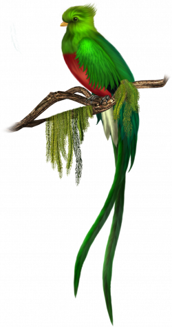 Green Bird Free Clipart | Gallery Yopriceville - High-Quality ...