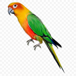 Parrot Bird Clip Art, PNG, 800x800px, Parrot, Beak, Bird ...