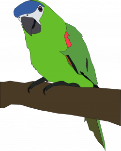 Clipart - parrot