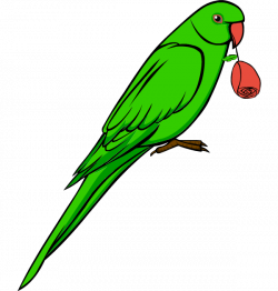Bird clipart parrot - Pencil and in color bird clipart parrot