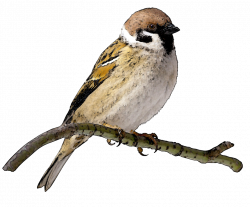 31 Sparrow - Stickers | PNG