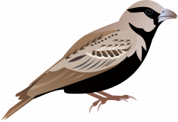 Sparrow PNG images free download