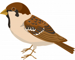 28+ Collection of Sparrow Clipart Png | High quality, free cliparts ...