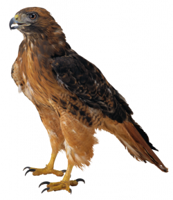 Hawk clipart transparent background - Pencil and in color hawk ...