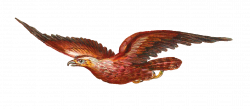 Antique Images: Bird of Prey Clip Art: Bird of Prey in Flight ...