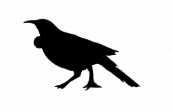 Image result for nz birds silhouette images | Art | Pinterest ...