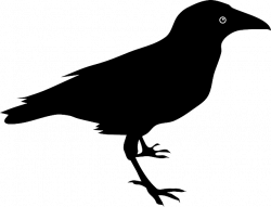 Free Image on Pixabay - Animal, Bird, Raven, Crow | Pinterest ...