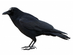 American crow Common raven Clip art - crow 2192*1668 transprent Png ...