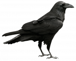 Raven Transparent PNG Picture | Gallery Yopriceville - High-Quality ...