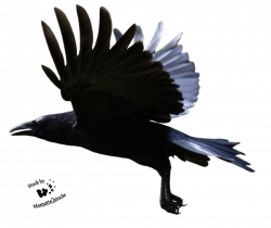 Raven Flying PNG Clipart | PNG Mart