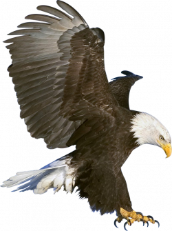 Eagle in flight Render by bobhertley on DeviantArt
