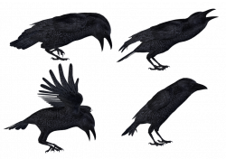 Crows 2 PNG Stock by Roy3D on DeviantArt