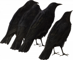itKuPiLLi_SpiritusMortisUnited_Crows.png (1600×1303) | Flock ...
