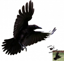 Cut-out stock PNG 80 - Flying young crow by Momotte2stocks on ...