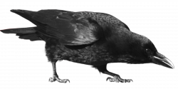 Common raven Carrion crow Clip art - crow 1600*800 transprent Png ...