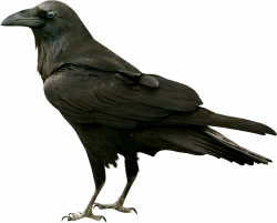 Common raven The Raven Bird Silhouette Clip art - crow 1215*977 ...