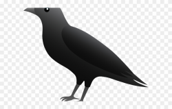 Bird,Vertebrate,Beak,Blackbird,Crow,Rook,Illustration,Raven ...
