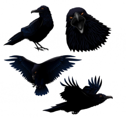 Common raven Bird Clip art - Black crows 633*592 transprent Png Free ...