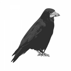 Rook Bird Common raven Clip art - raven 900*900 transprent Png Free ...