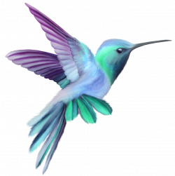 Hummingbird Clip art - Hummingbird Transparent Clip Art Image 1363 ...