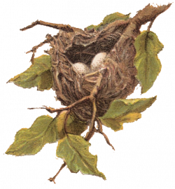 Free Vintage Clip Art - Nest with Eggs - The Graphics Fairy