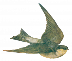Vintage Bird Illustration transparent PNG - StickPNG