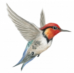 Humming Bird Transparent PNG Clipart Picture | Gallery Yopriceville ...