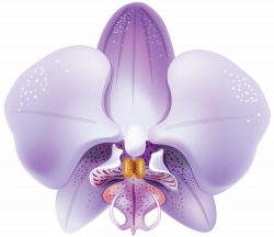 Violet Orchid PNG Clipart - Best WEB Clipart
