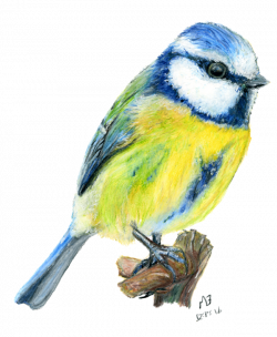 Blue Tit garden bird, watercolour pencil drawing | Watercolors ...