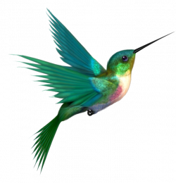 Hummingbird PNG Transparent Images | PNG All | Beauty Tatoos ...