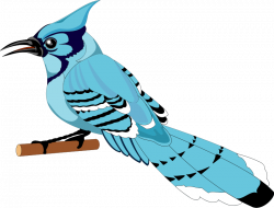Early Bird Clipart Clipground