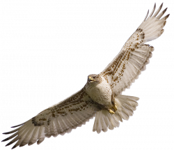 Bird Owl Red-tailed hawk Clip art - Hawk 800*690 transprent Png Free ...