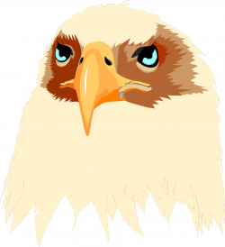Eagle | Free Stock Photo | Illustration of an eagle head | # 3130