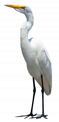 Egret Bird PNG Image - PurePNG | Free transparent CC0 PNG Image Library