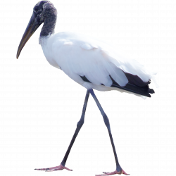 Bird White stork Feather Clip art - birds 2824*2824 transprent Png ...
