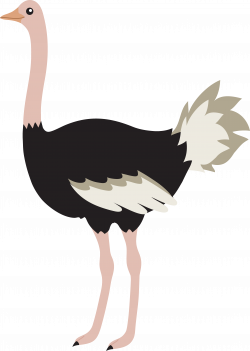 Cute Ostrich Bird - Free Clip Art