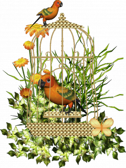 Animated Birds and Butterflies | BIRD CAGE FREEBIE - ANIMATED ...
