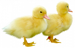 Cute Little Ducks PNG Clipart Picture | Gallery Yopriceville - High ...