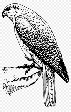 Peregrine Falcon Clipart At Getdrawings - Falcon Birds Of ...