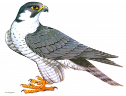 Falcon Icon Clipart | Web Icons PNG